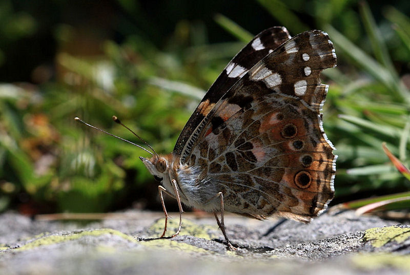 Brenthis daphne ,confermate? - No, Vanessa cardui